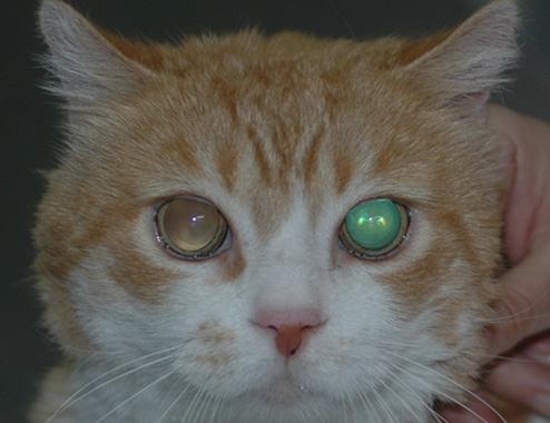 Gato común con hipertensión - Oftalmología Veterinaria Ocaña en